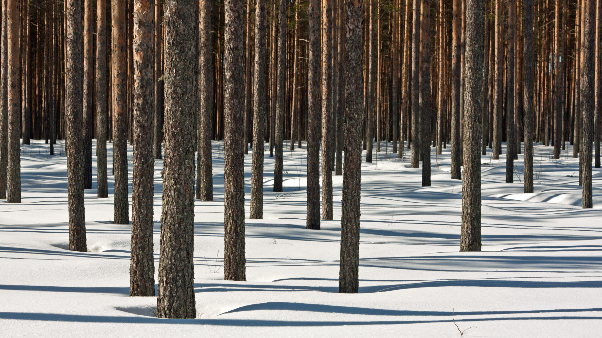 Talvinen hoidettu mäntymetsä.