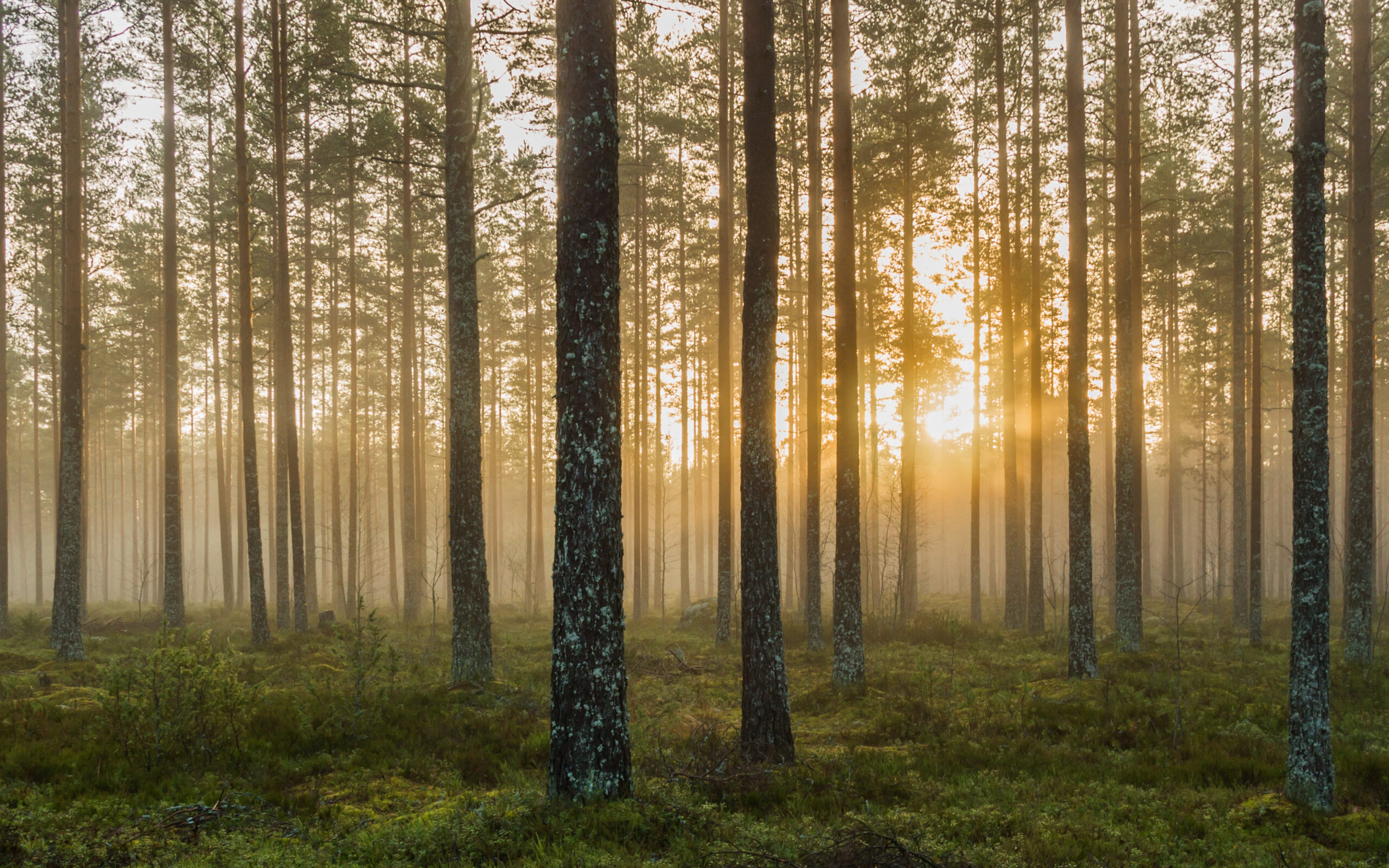 Sumuinen metsä kesäisenä aamuna.