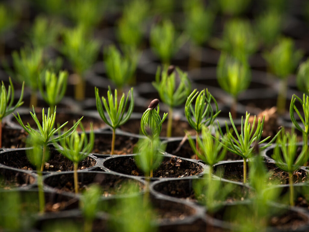 Young,Spruce,Seedlings
