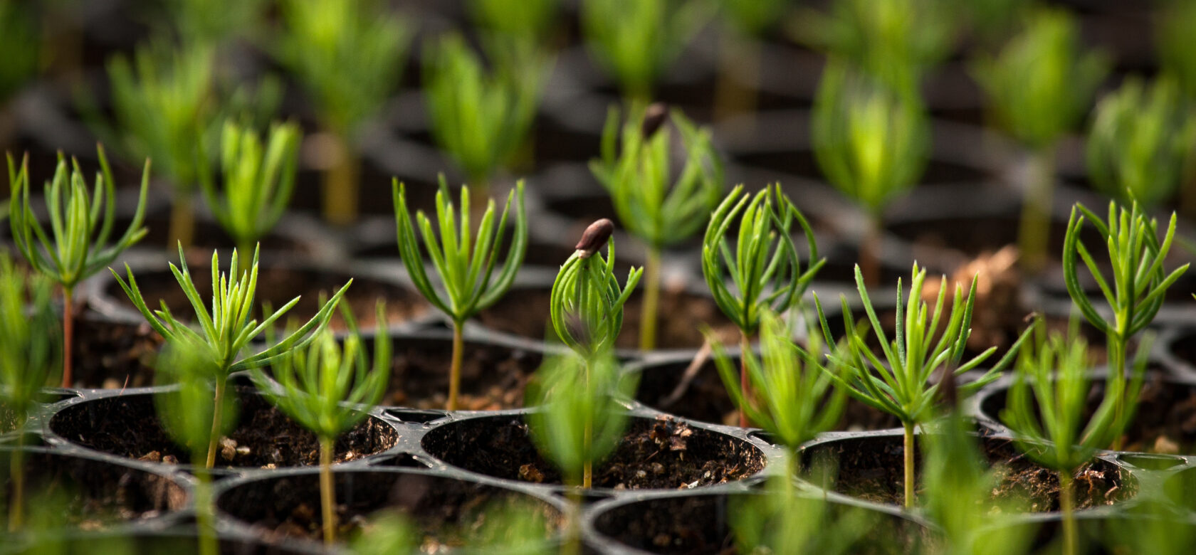 Young,Spruce,Seedlings