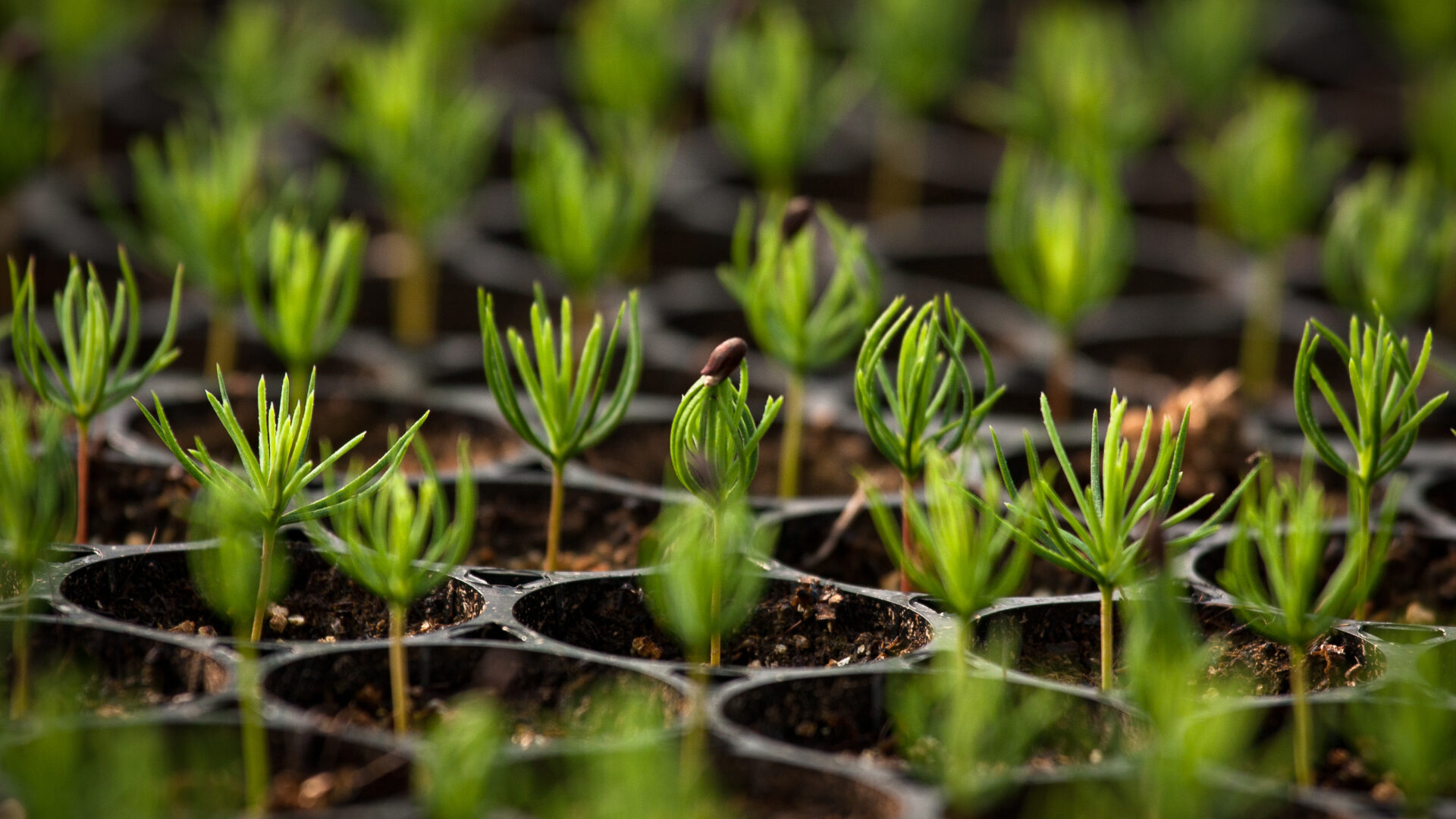 Young,Spruce,Seedlings